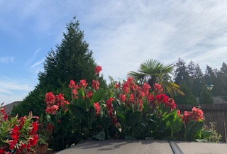 Plants_and_Evergreen_BushA