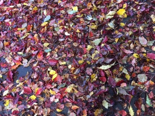 Fall_Colored_Leaves_on_the_Ground
