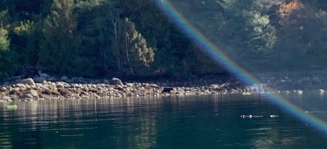 Bear_Sighting_Tofino