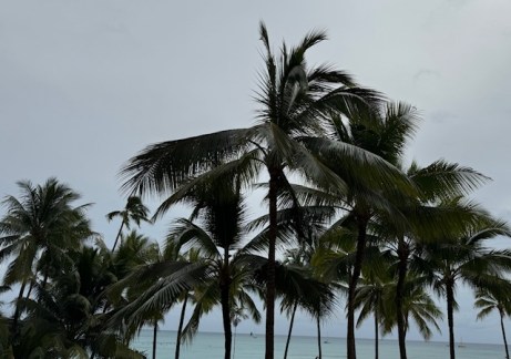 Palm_Trees_Waikiki