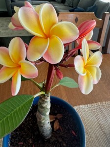 Plumeria blooming in a pot, on a table, close-up of the petals.