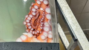 An octopus at the edge of a tank, its tentacles pushed up against a corner of glass, a ladder outside leaning against the aquarium.
