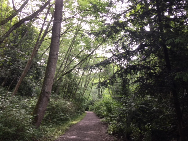 This photo shows a forest of pine trees in the Pacific Northwest with a dirt path. Sunlight filters in through the trees.
