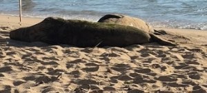 This photo shows large seals sleeping on a sandy beach.