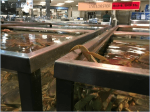 This image shows two crab tanks in a grocery store. One is trying to climb out.