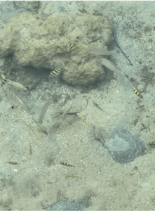 This photo shows tropical fish swimming in the sandy shallow edge of the ocean, among rocks and shells.