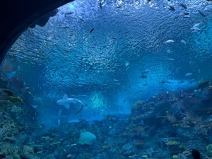 This photo shows an aquarium view framed by a rocky/coral setting. A shark-like creature swims among other fish.
