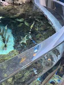 This is a picture of a chocolate-chip starfish inside a coral-reef shallow open tank--the view is from looking down.