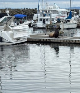 This is a photo of the boat dock/marina in Edmonds. White boats are docked near a tiny strip of a pier where a male sea lion is upright. A smaller sea lion is swimming up to the dock in the water.