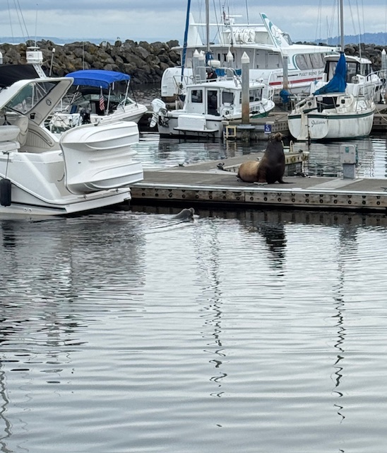 This is a photo of the boat dock/marina in Edmonds. White boats are docked near a tiny strip of a pier where a male sea lion is upright. A smaller sea lion is swimming up to the dock in the water.