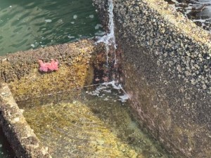 Two chunky pink starfish are stuck to the side of a mossy concrete step of a fish ladder.