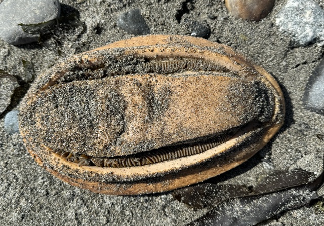 This is a photo of a gumboot chiton, known as the wandering meatloaf. It has a meatloaf-shaped body and is pictured here in a sandy/rocky environment.