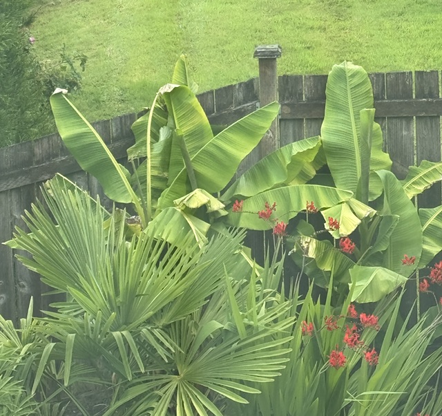 This is a photo of a backyard with tropical plants up against a wooden fence. There's a palm tree, several banana leaves, and red flowers.