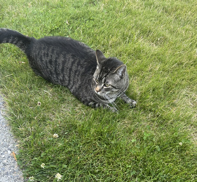 My Almost Cat