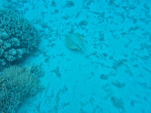 This photo, taken by Alex Kennedy, features a stingray with blue dots on its back. It is next to some reef coral and near the sand under water that is impossibly turquoise blue.